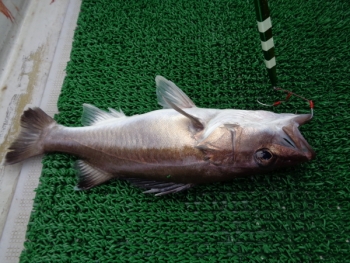 鯛紅丸 釣果