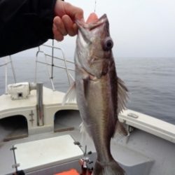 鯛紅丸 釣果