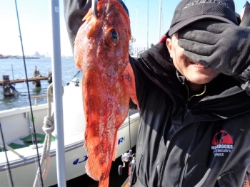 鯛紅丸 釣果
