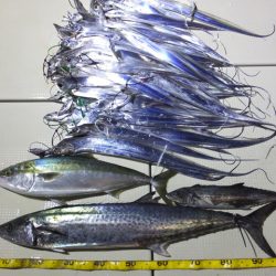 Hit Rush(ヒット ラッシュ) 釣果