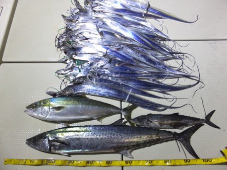 Hit Rush(ヒット ラッシュ） 釣果…