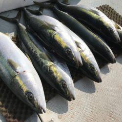 釣船 浦島太郎 釣果