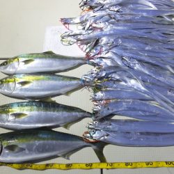 Hit Rush(ヒット ラッシュ) 釣果