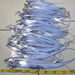 Hit Rush(ヒット ラッシュ) 釣果