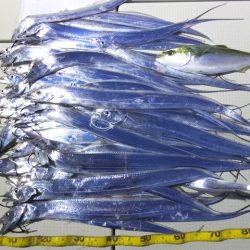 Hit Rush(ヒット ラッシュ) 釣果