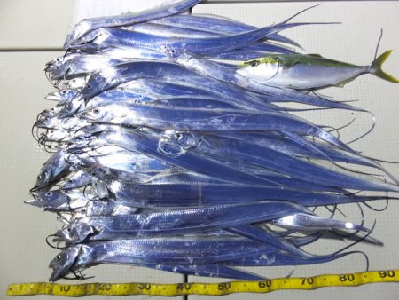 Hit Rush(ヒット ラッシュ） 釣果…