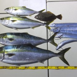 Hit Rush(ヒット ラッシュ) 釣果