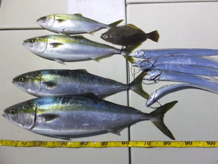 Hit Rush(ヒット ラッシュ) 釣果