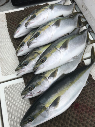 釣船 浦島太郎 釣果