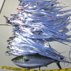 Hit Rush(ヒット ラッシュ) 釣果