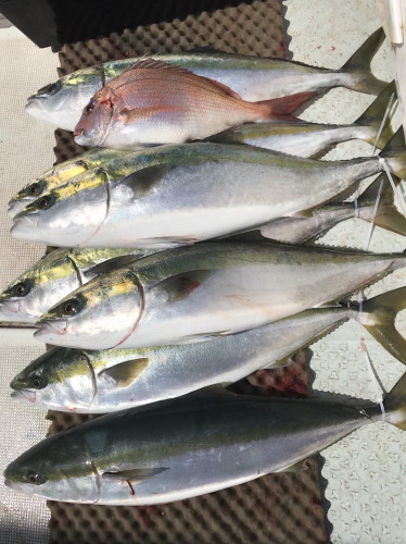釣船 浦島太郎 釣果