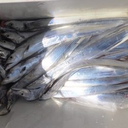 Hit Rush(ヒット ラッシュ） 釣果