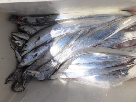 Hit Rush(ヒット ラッシュ） 釣果…