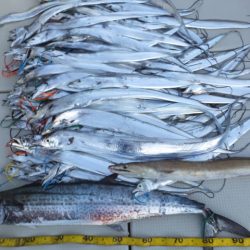 Hit Rush(ヒット ラッシュ) 釣果