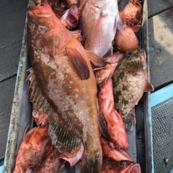釣船 浦島太郎 釣果