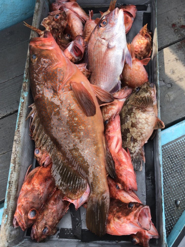 釣船 浦島太郎 釣果
