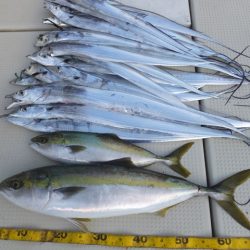 Hit Rush(ヒット ラッシュ) 釣果