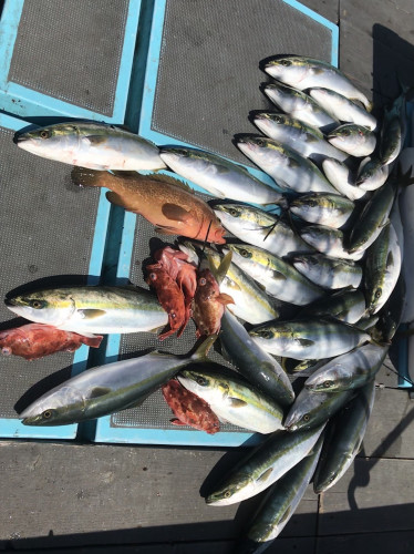 釣船 浦島太郎 釣果