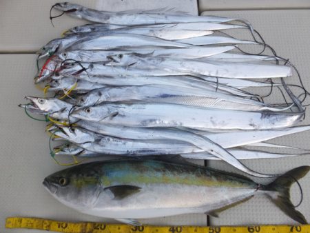 Hit Rush(ヒット ラッシュ） 釣果…