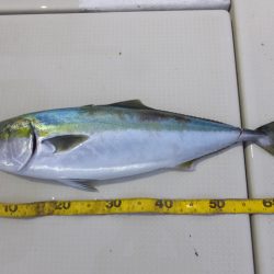 Hit Rush(ヒット ラッシュ) 釣果