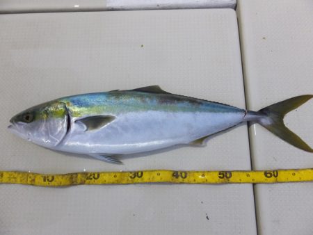 Hit Rush(ヒット ラッシュ） 釣果…