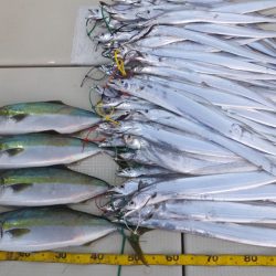 Hit Rush(ヒット ラッシュ) 釣果