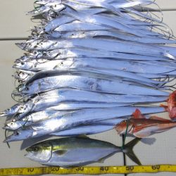 Hit Rush(ヒット ラッシュ) 釣果