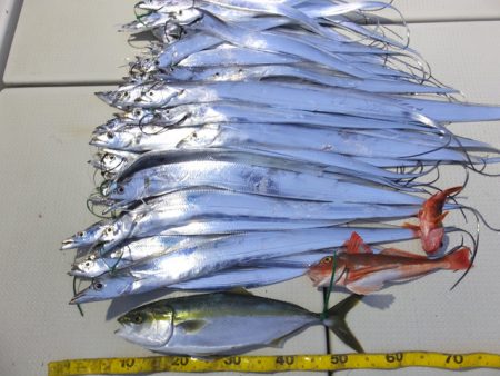 Hit Rush(ヒット ラッシュ） 釣果…