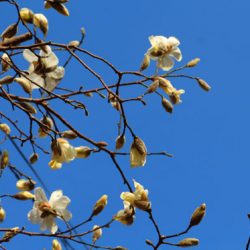 小菅トラウトガーデン 釣果