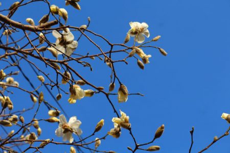 小菅トラウトガーデン 釣果