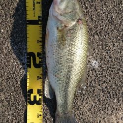 シラウオパターン