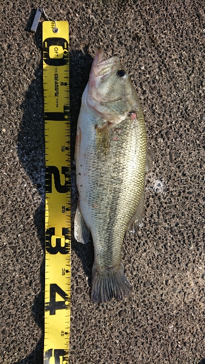 シラウオパターン