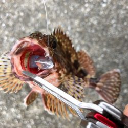 神戸ライトワインド1