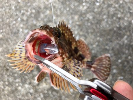 神戸ライトワインド1