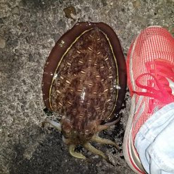 なんとかモンゴウ、