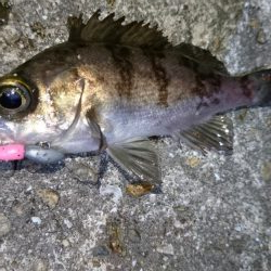 今夜は厳しい戦い！！