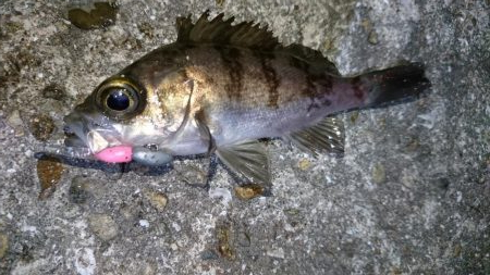 今夜は厳しい戦い！！