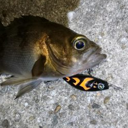 今夜は高活性！！