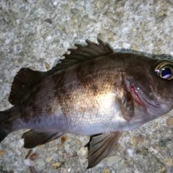 意外と潮が動かず大苦戦！！