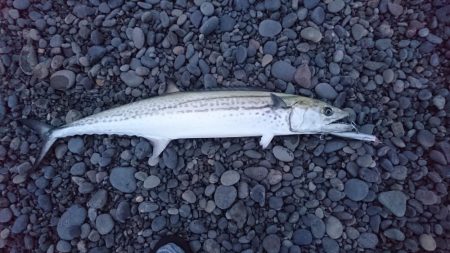 トップウォーターでサワラが飛んだ