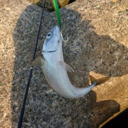 ライトショアジギング