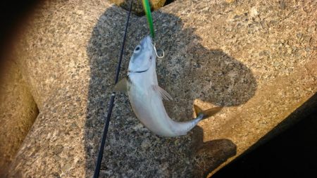 ライトショアジギング