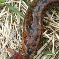 今期初物２種ゲット！　高級魚を堪能