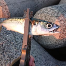 メバリング、サバゲー