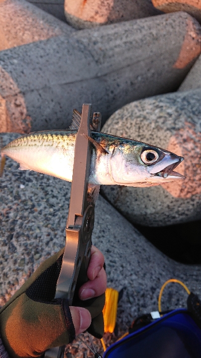 メバリング、サバゲー