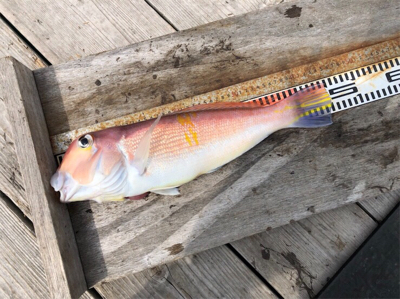 つりぴぃぽぉ釣果