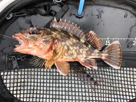 神戸ライトワインド1