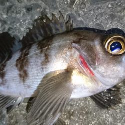 今夜は姫路でメバル