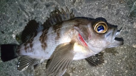 今夜は姫路でメバル