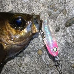 渋いながらもメバルプラッキング